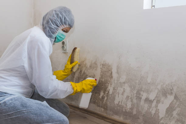 Best Toxic Mold Removal  in Sullivan, IL