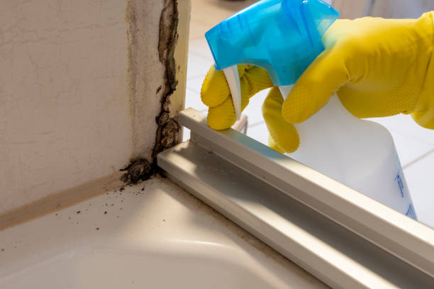 Best Fast Mold Removal  in Sullivan, IL