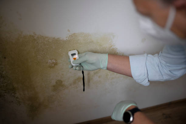 Best Certified Mold Removal  in Sullivan, IL
