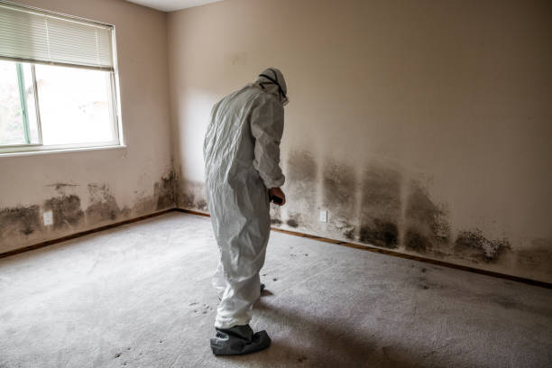 Best Mold Remediation Services  in Sullivan, IL