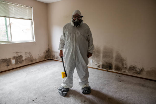Home Mold Removal in Sullivan, IL