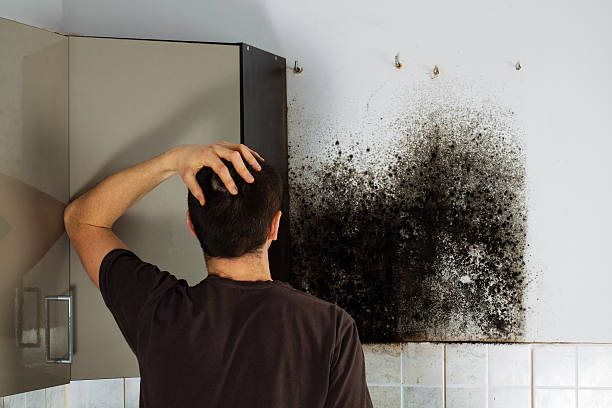 Best Office Mold Removal Services  in Sullivan, IL