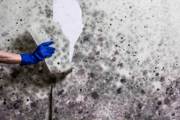 Best Fast Mold Removal  in Sullivan, IL