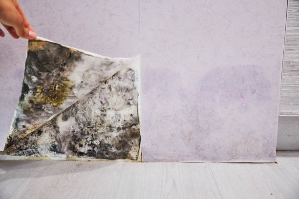 Best Mold Removal Near Me  in Sullivan, IL